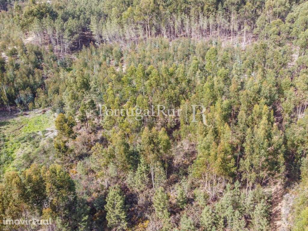 Terreno de 9.000 m² com eucaliptal em Proença-a-Nova - Grande imagem: 5/8