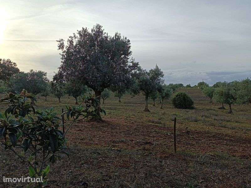 Monte Alentejano com olival - Grande imagem: 3/11