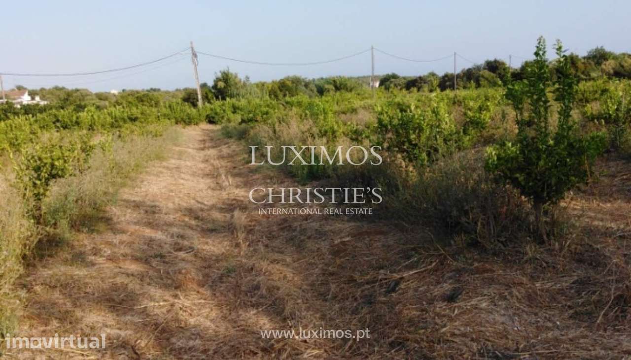Quinta com pomar e ruína, Luz de Tavira, Algarve - Grande imagem: 2/14