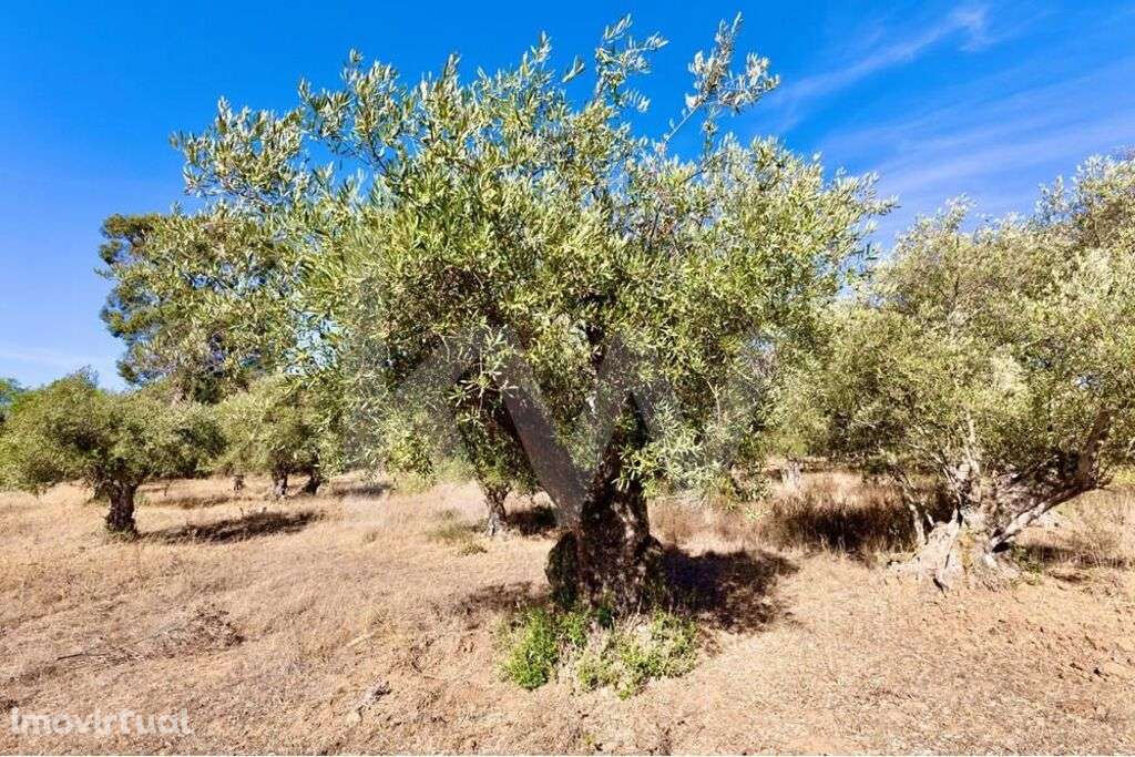 Olival centenário em terreno agrícola na várzea de Grândola - Grande imagem: 4/25