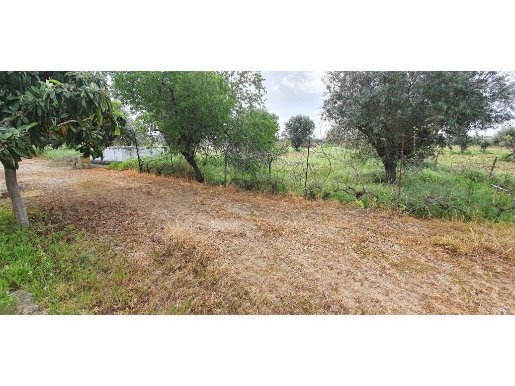 Quinta com 25.000 m2 em Reguengos de Monsaraz - Grande imagem: 3/25