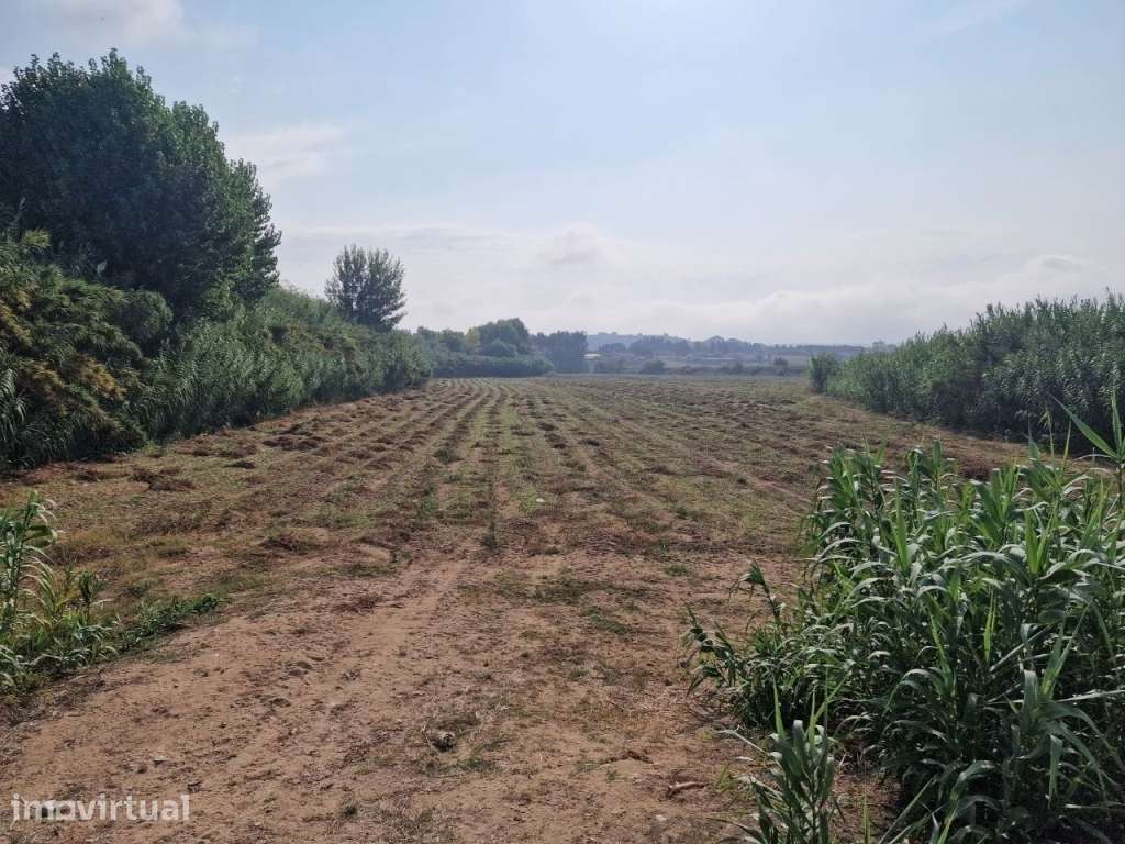 Terreno Agricola em São João da Ribeira - Rio Maior , com 31960m² - Grande imagem: 2/4
