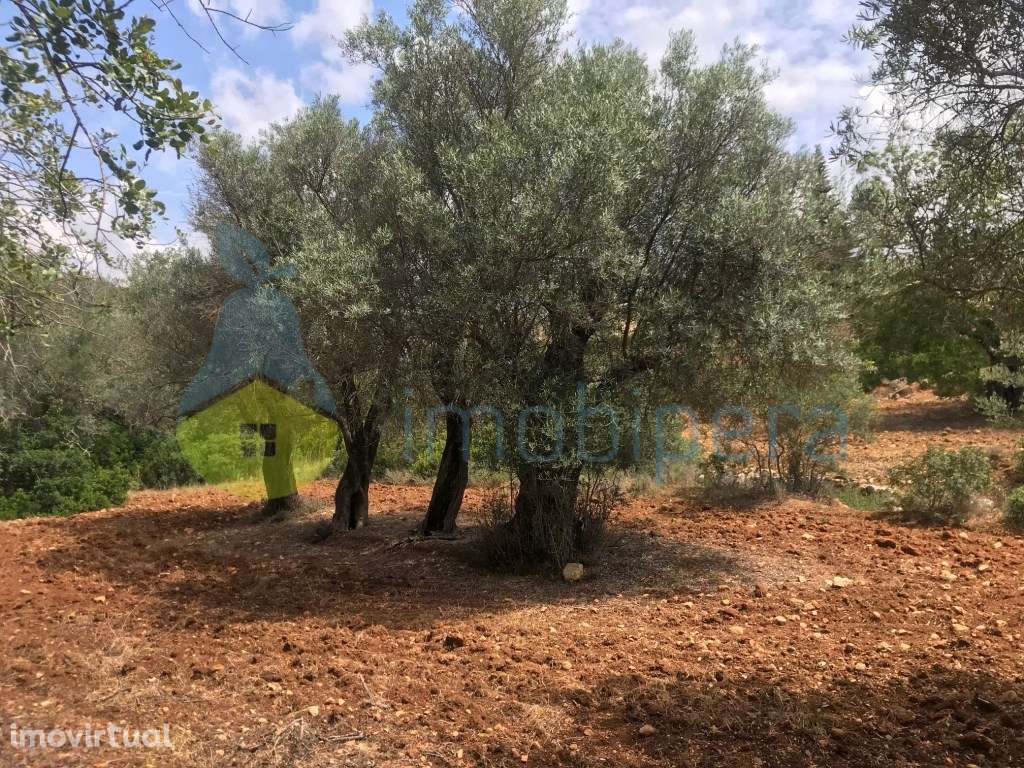 TERRENO RÚSTICO 2.560m2 ZONA TRANQUILA BOLIQUEIME - Grande imagem: 5/23