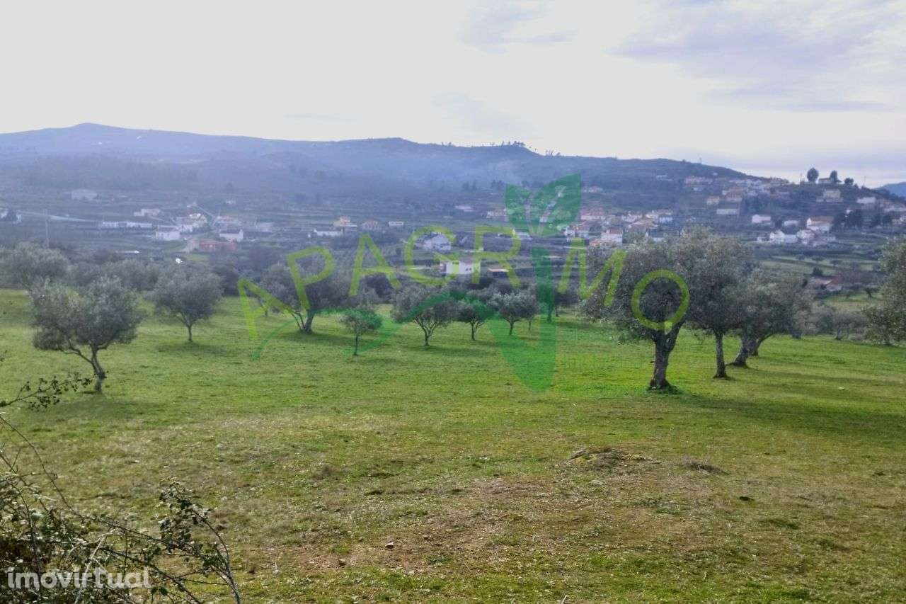 Terreno rústico com olival e vinha em Riodades - Grande imagem: 3/13