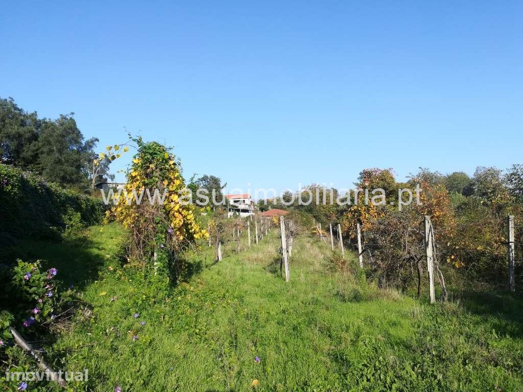 Terreno Agrícola - Ferreiros - Grande imagem: 2/7