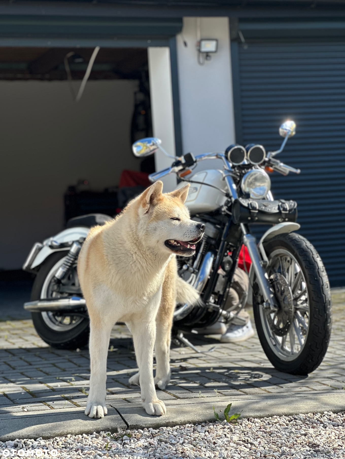 Harley-Davidson Sportster Iron 1200 - 15