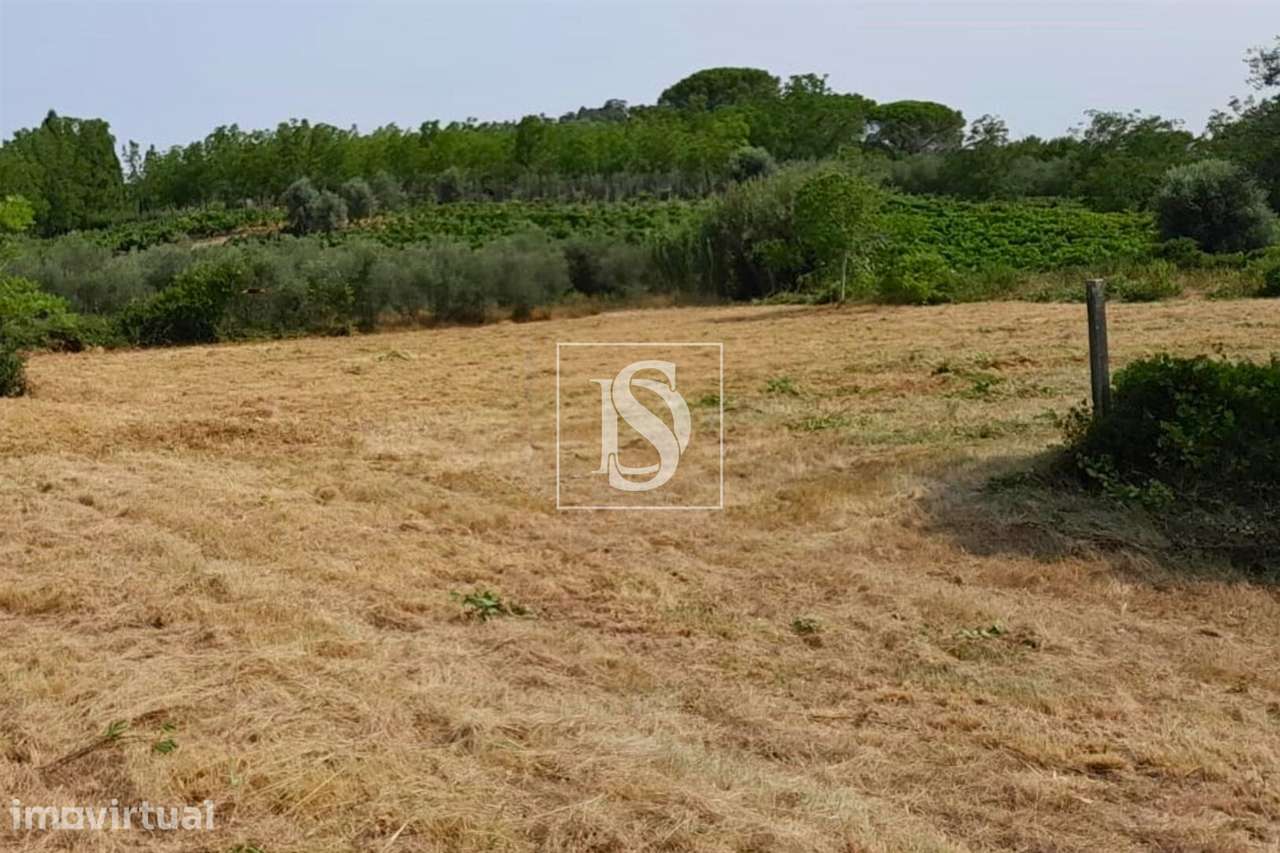 Terreno  Venda em Mealhada, Ventosa do Bairro e Antes,Mealhada - Grande imagem: 3/5