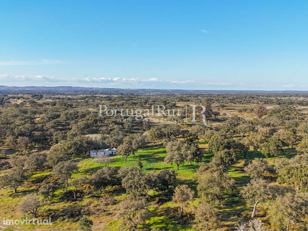 Herdade de 102 hectares com montado e Olival - Grande imagem: 3/36