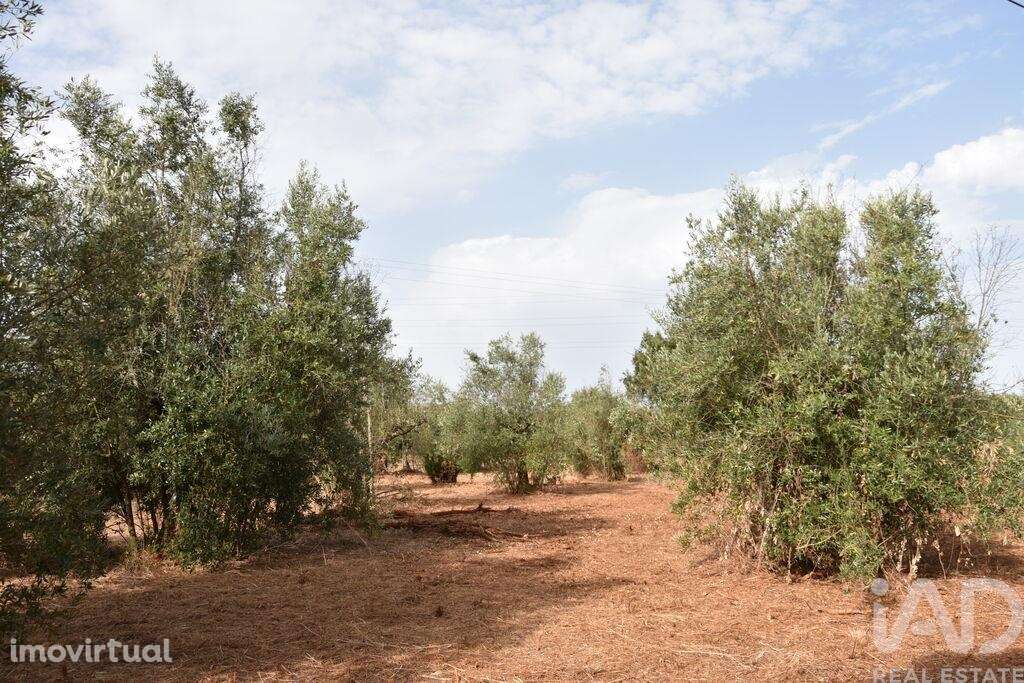 Terreno em Areias e Pias de 1040,00 m2 - Grande imagem: 2/18