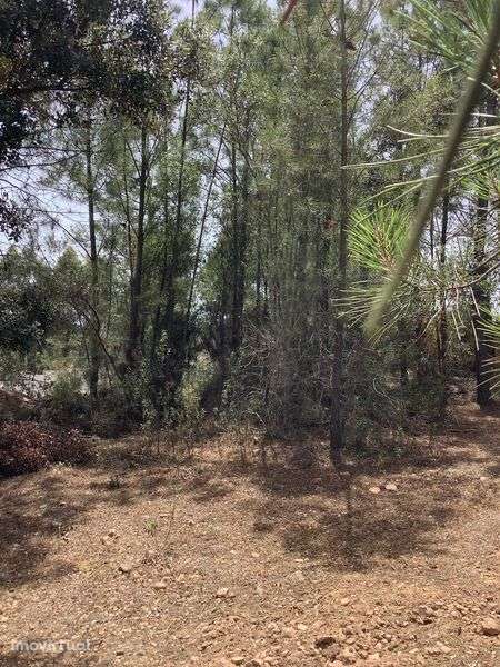 Terreno de 30300 m2 em Mouriscas, Abrantes - Grande imagem: 5/10