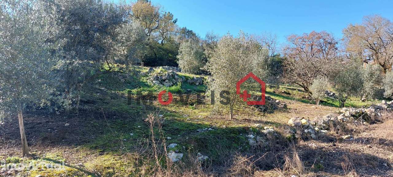 Terreno Agrícola com boa exposição solar - Grande imagem: 3/6
