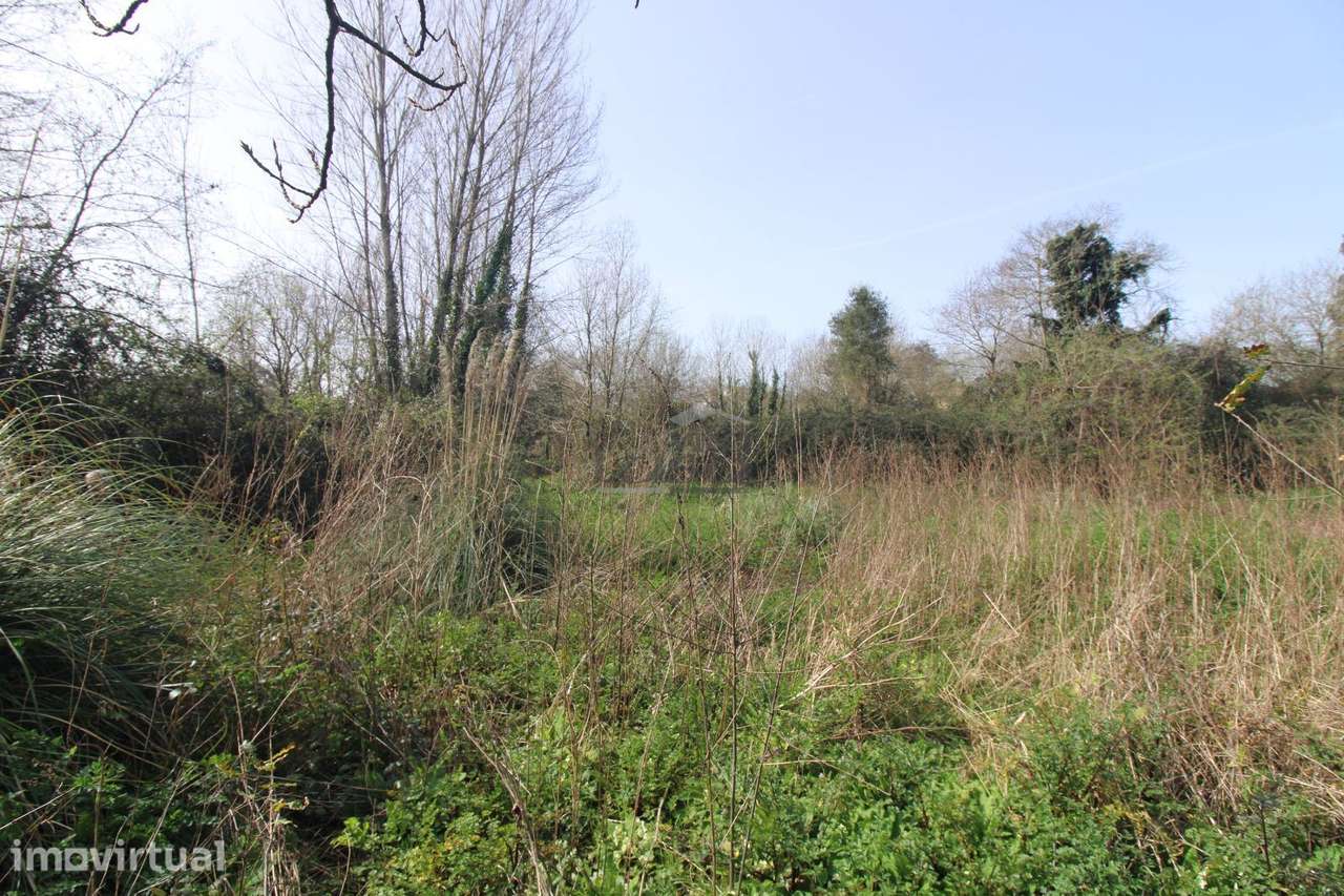 Terreno Agrícola com 1340 m² | Olival - Grande imagem: 2/6