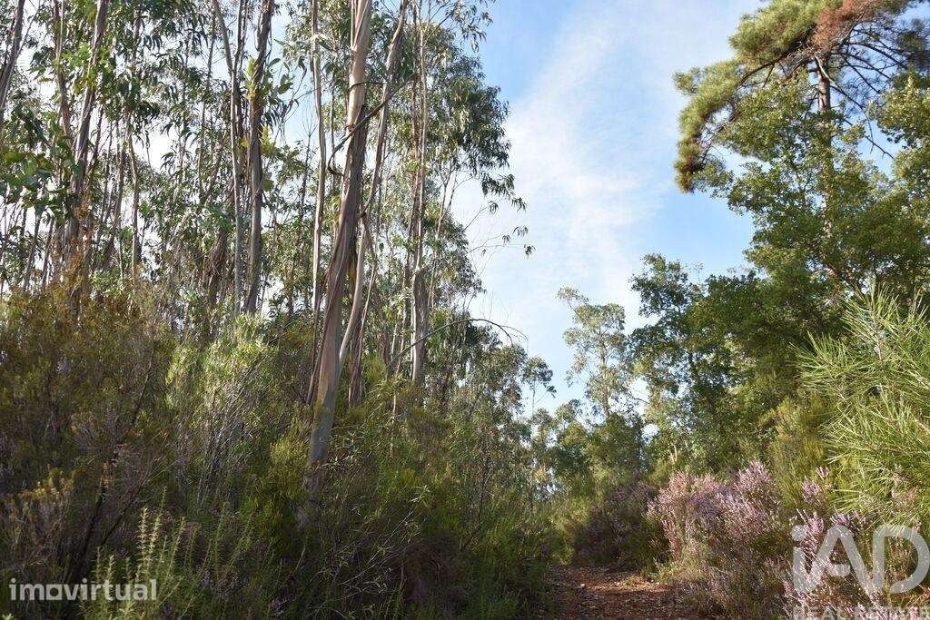 Terreno Agrícola em Sabacheira - Grande imagem: 3/36