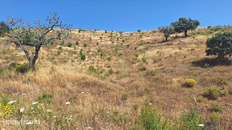 Terreno florestal c/excelente rendimento - Grande imagem: 2/3
