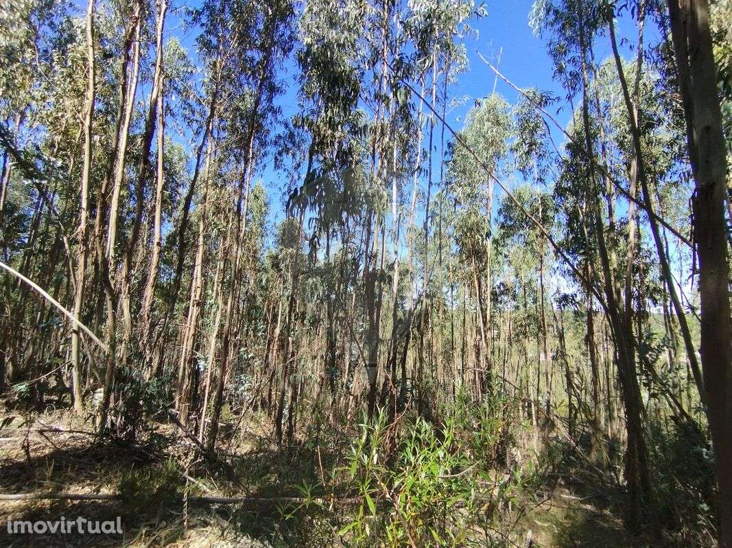 Terreno  para venda - Grande imagem: 3/7