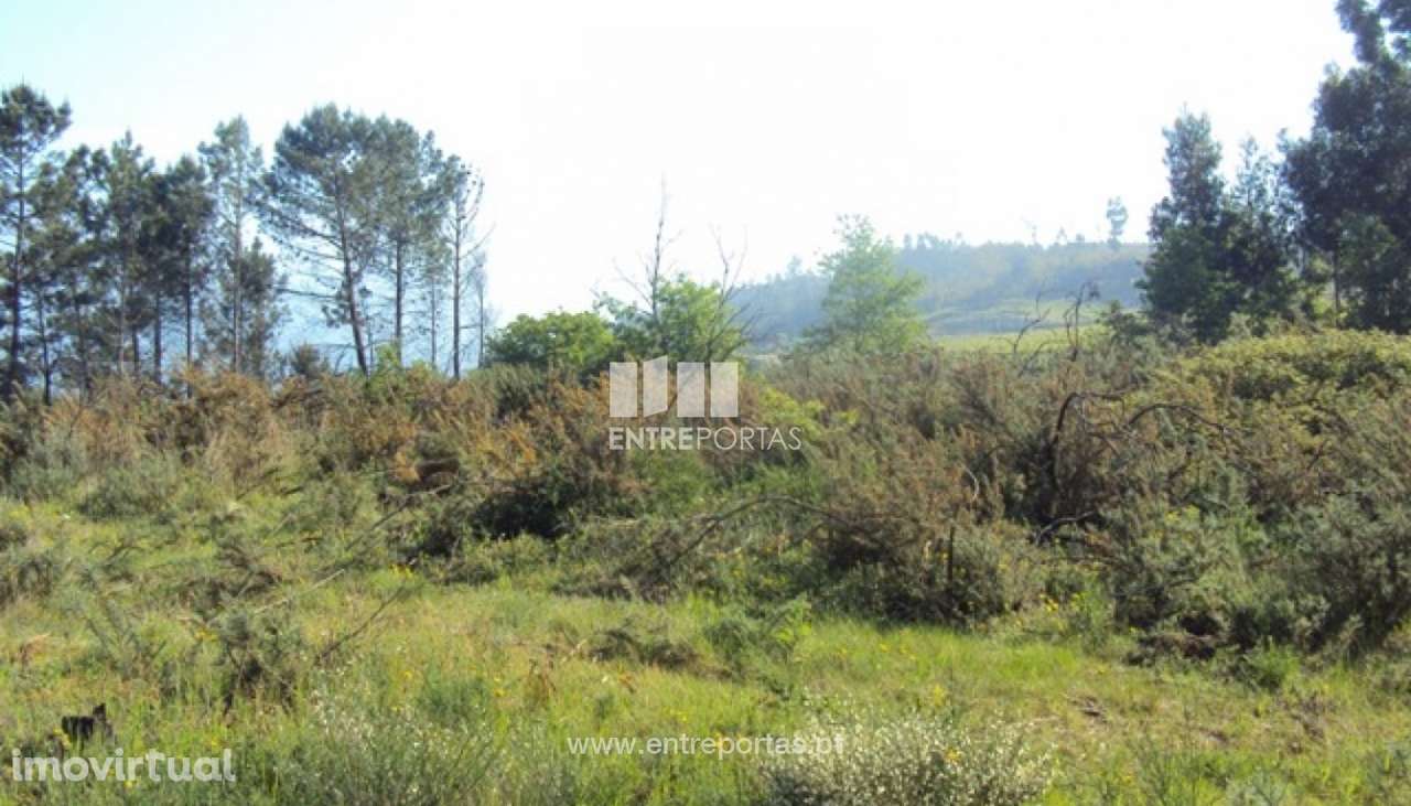 Venda Terreno, São Cristóvão de Nogueira, Cinfães - Grande imagem: 3/13