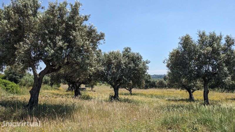 Terreno agrícola em Moita, Pernes – 1 hectare com olival tradicional - Grande imagem: 3/6