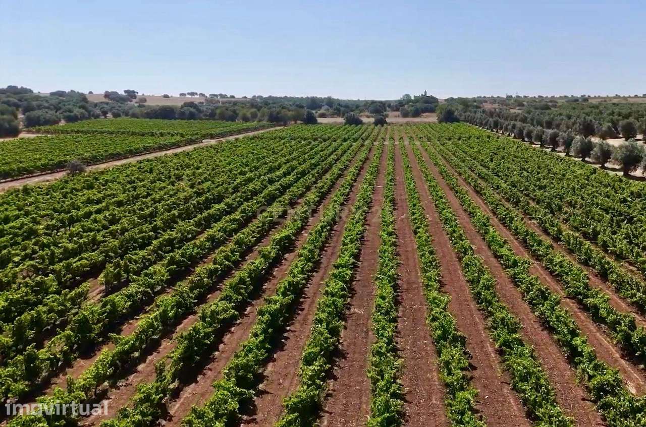 Herdade de Pandeira, Vinha e Olival em Produção em Reguengos de Monsar - Grande imagem: 5/37