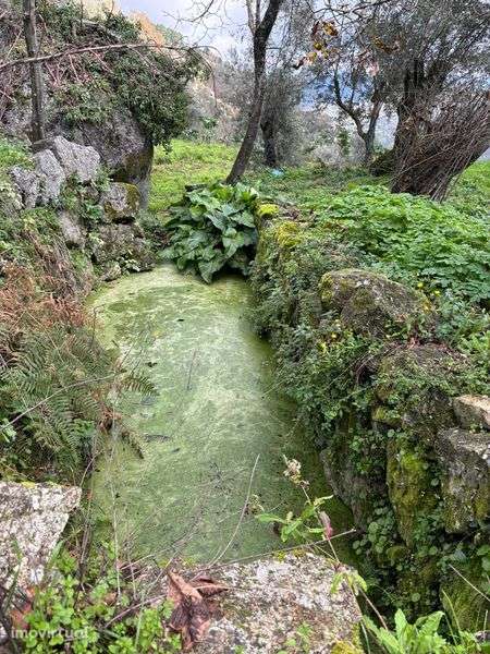 Terreno 5 mil m2 - Algodres - Grande imagem: 3/8