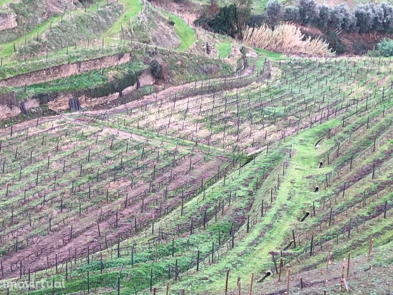 Venda de Quinta - Vistas do rio Douro - Grande imagem: 4/11