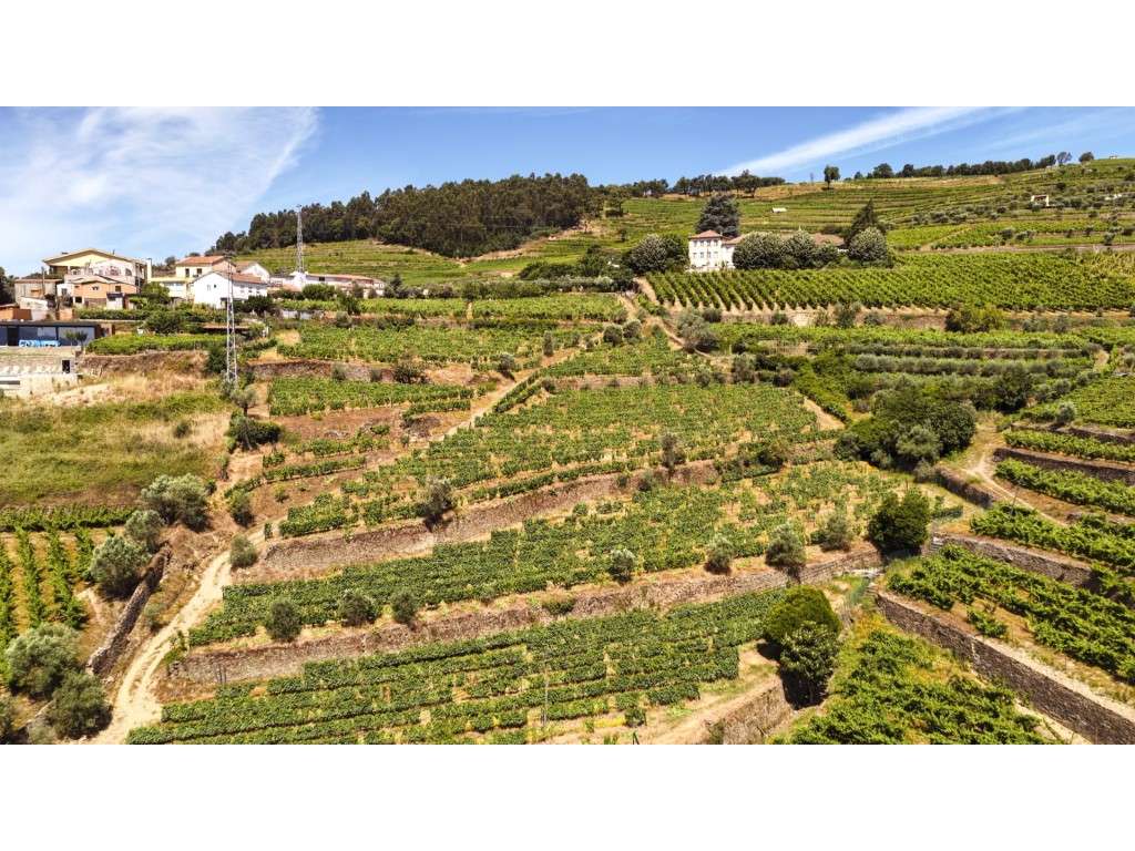 Quinta no Douro - Grande imagem: 4/8