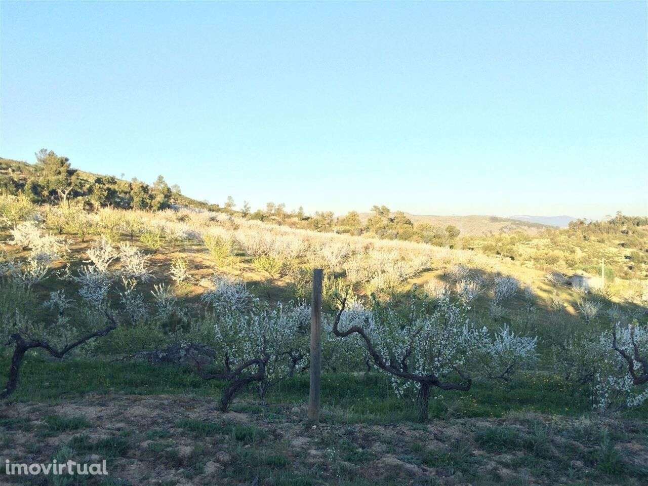 Terreno Rústico / Fundão, Vales Pêro Viseu - Grande imagem: 2/4