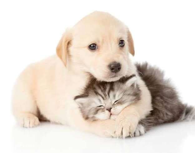 Trespasse Clínica Veterinária - Grande imagem: 3/3