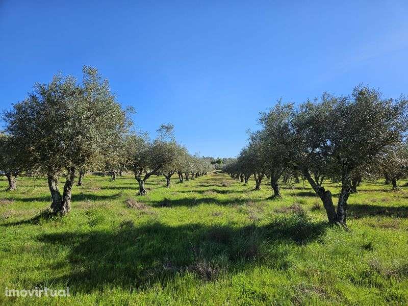 Olivais (2) produtivos. Barbacena, Elvas - Grande imagem: 2/3