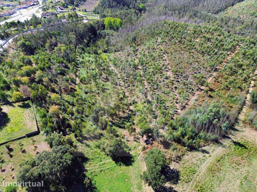 Terreno em Serém de Cima - Macinhata do Vouga - Grande imagem: 3/13