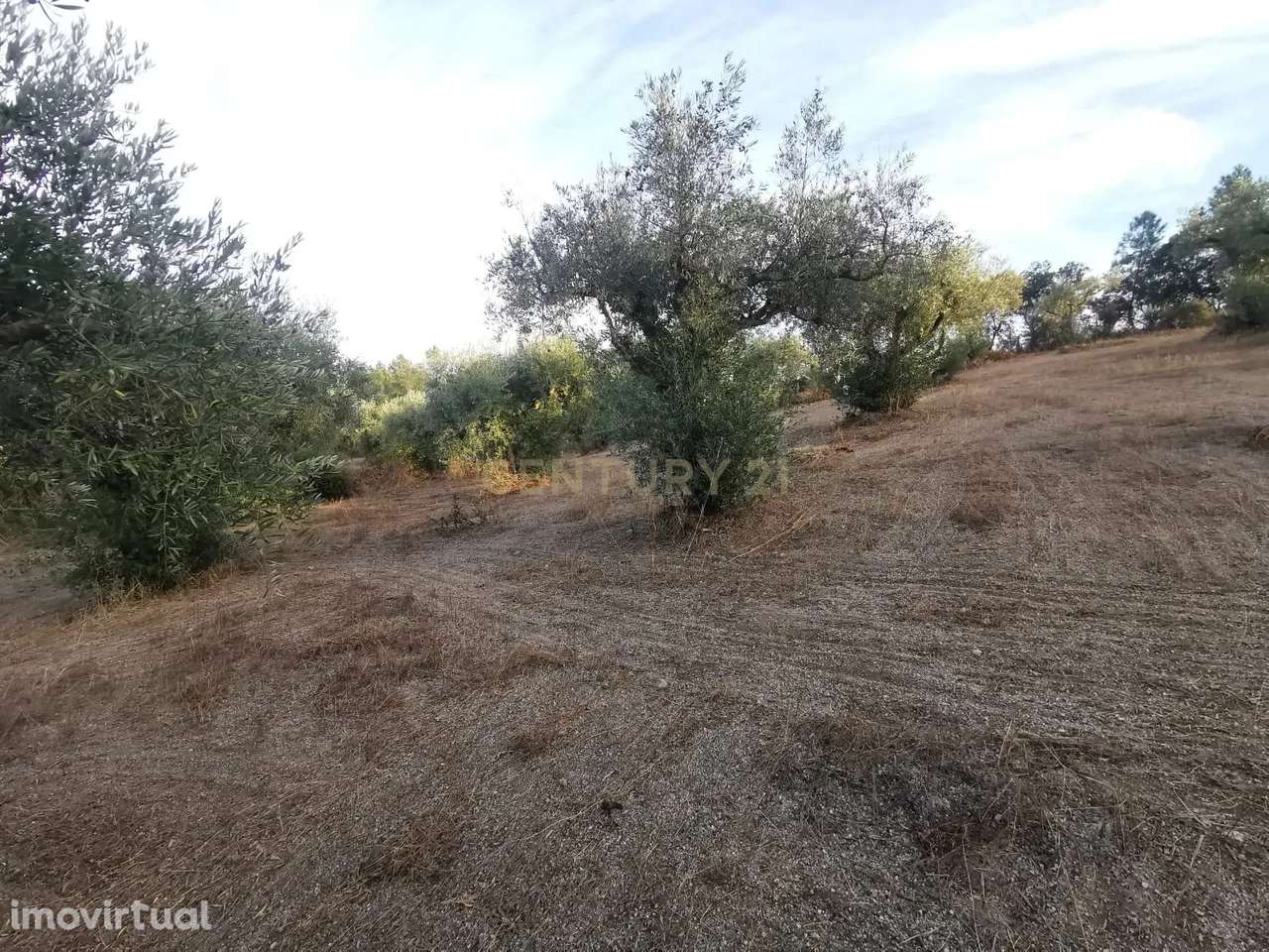 Terreno rústico com construção e poço – Freixial do Campo - Grande imagem: 4/14