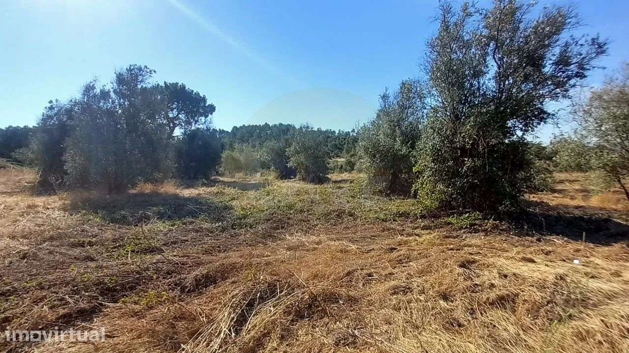 Terreno | 21.960 m² | Viabilidade construtiva | Vila Nova da Barquinha - Grande imagem: 3/17