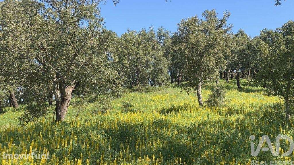 Terreno Agrícola em Ponte de Sor, Tramaga e Vale de Açor - Grande imagem: 4/10