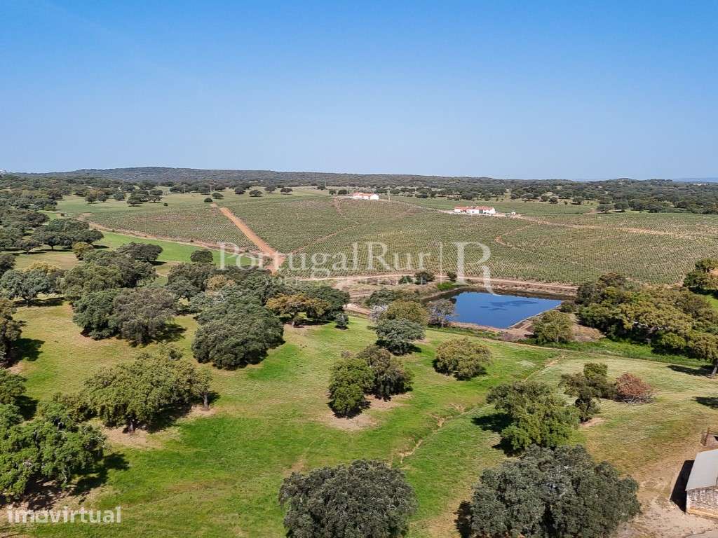 Herdade com 463 hectares em Évora - Grande imagem: 4/47