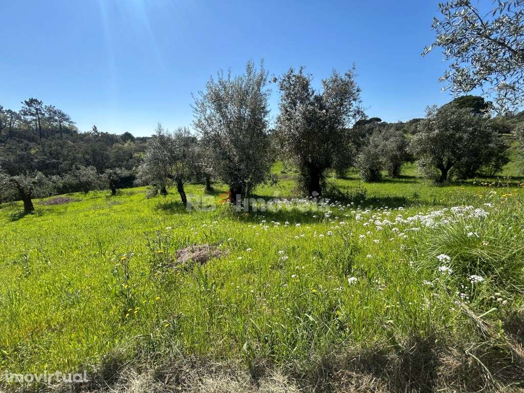 Terreno Rústico com 4520m²- Vales de Baixo, Torres Novas - Grande imagem: 5/27