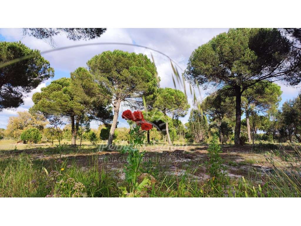 Terreno com casa para reabilitar - Grande imagem: 2/35