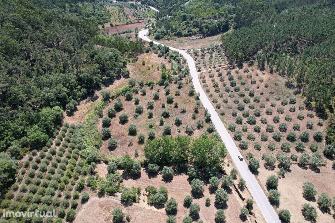 Terreno com oliveiras - Grande imagem: 4/14