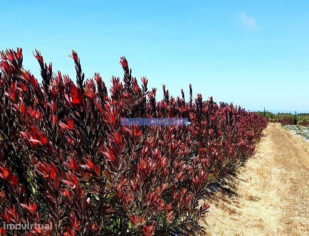 12 Ha terra plantações verduras e casa. Portugal, Algarve, Lagos - Grande imagem: 3/9