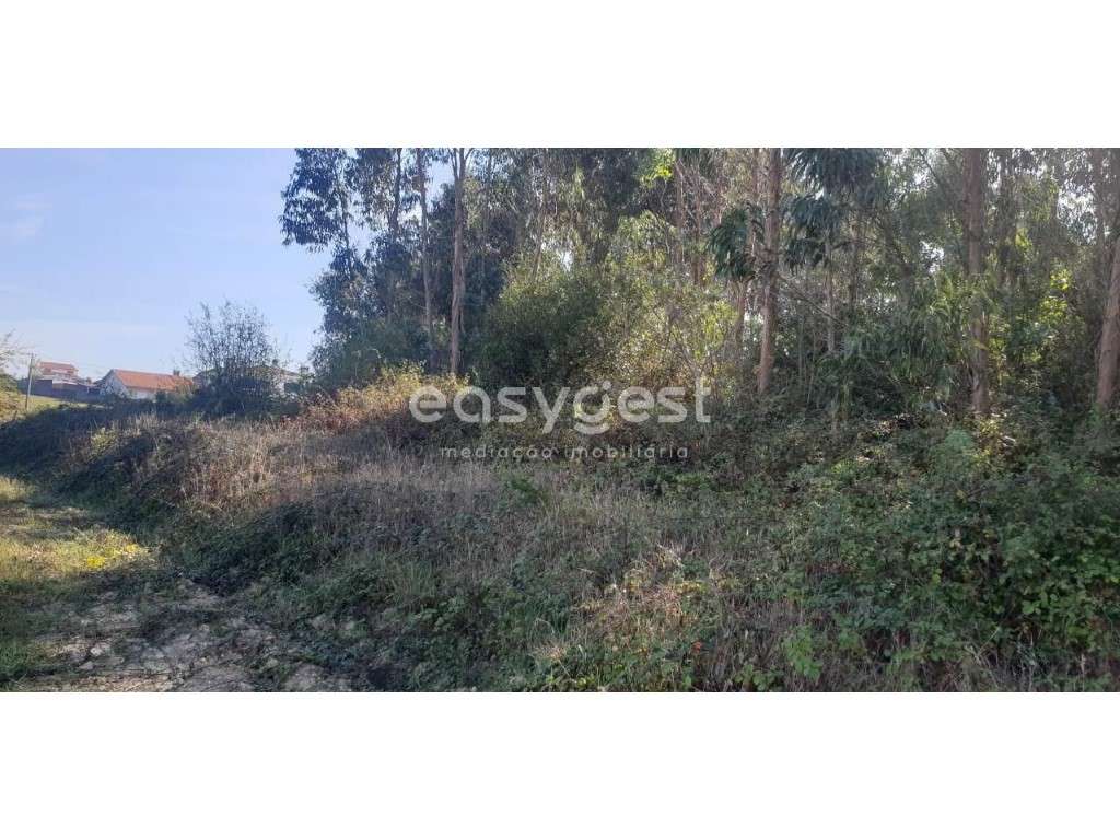 Terreno e Eucaliptal com viabilidade para construção em Aradas - Grande imagem: 2/12