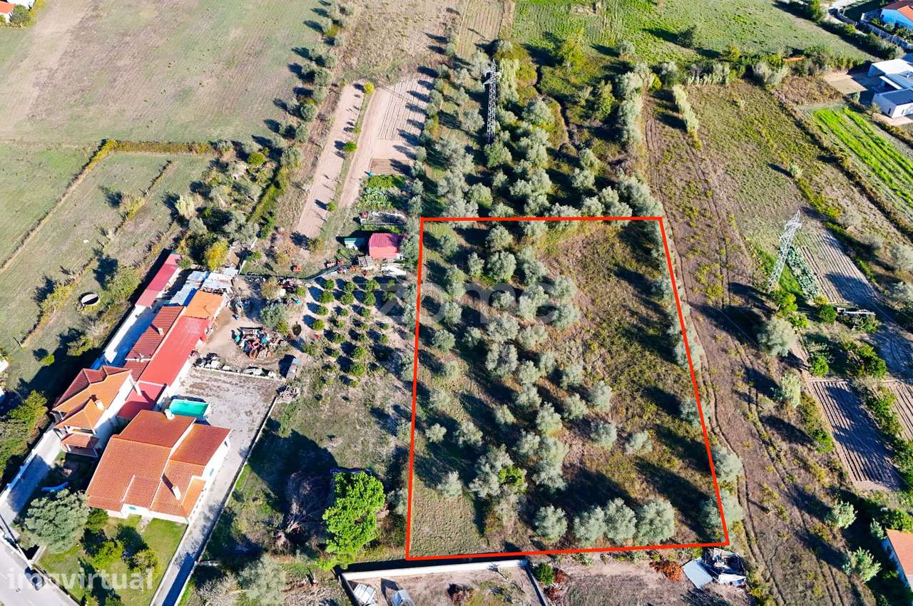 Terreno com 3.521 m² e Oliveiras em Santo Varão, Coimbra