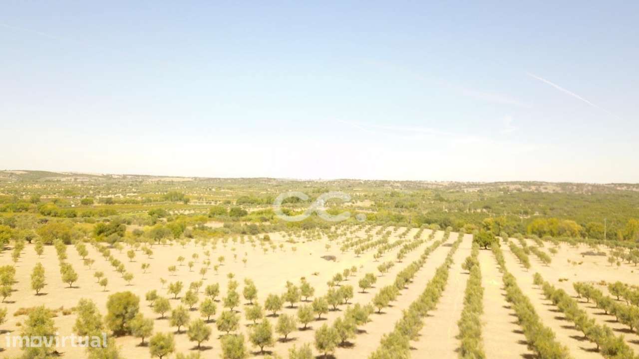 Quinta em ruínas na Vila de Frades - Grande imagem: 4/36