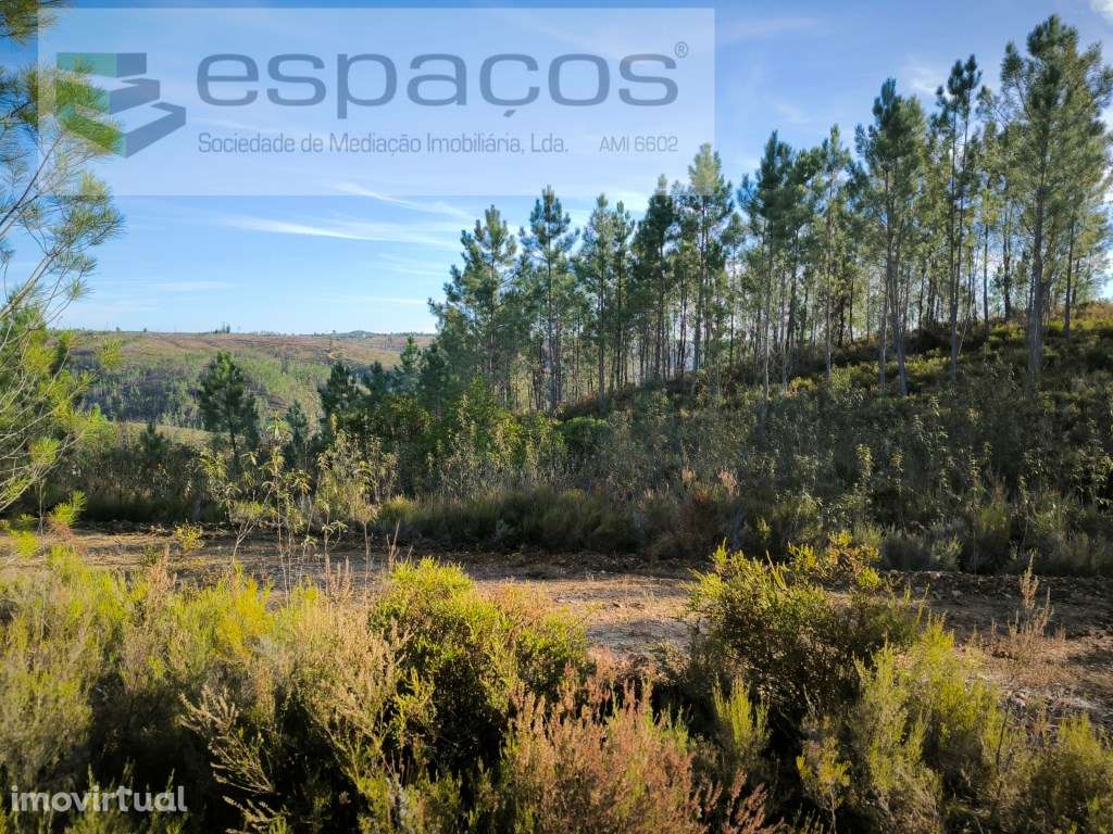 Terreno Rústico - Cerejeira - Grande imagem: 3/5