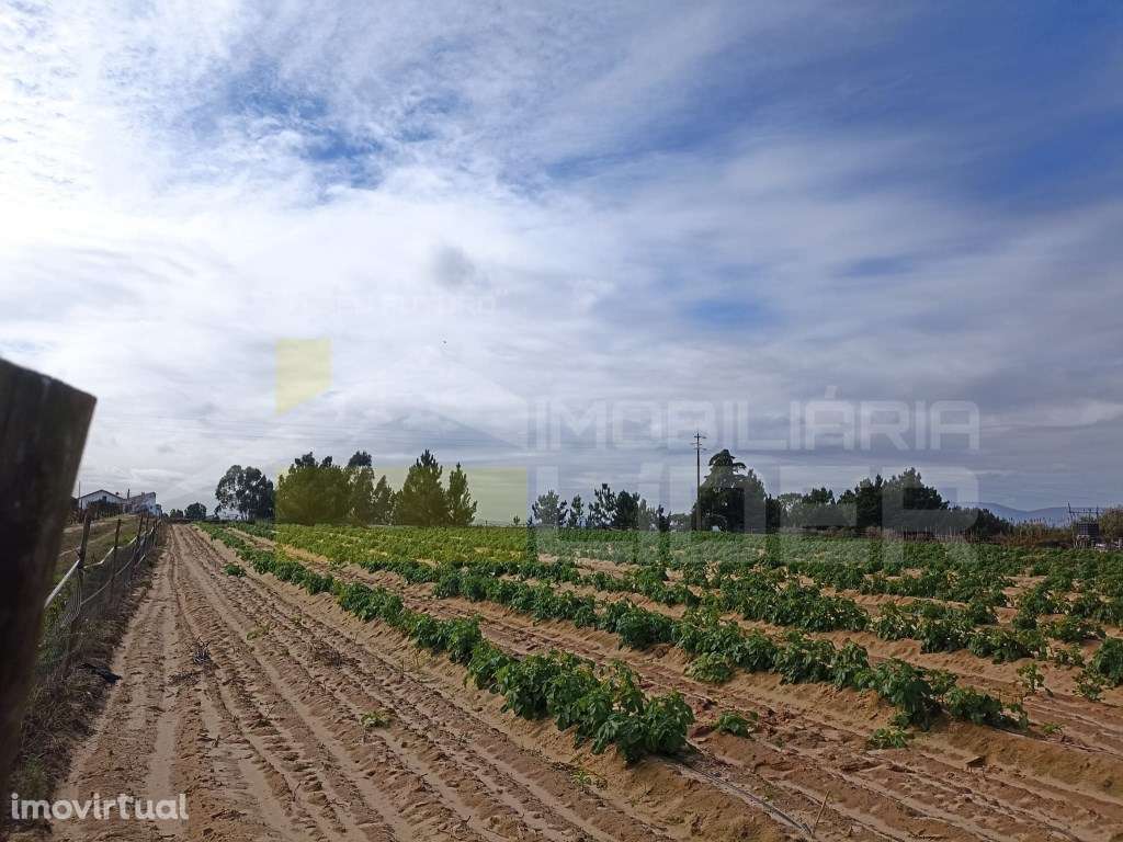 Terreno com 26.600m2 em Aveiras De Cima- Azambuja - Grande imagem: 2/13