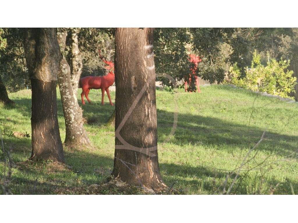 Terreno para Construção / Área Total 2900m2 / Albergaria - Grande imagem: 5/5