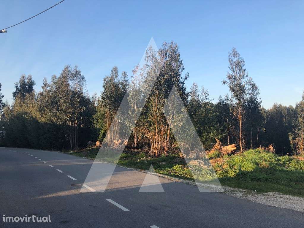 Terreno rústico localizado em Vale d'Erva - Águeda - Grande imagem: 3/9