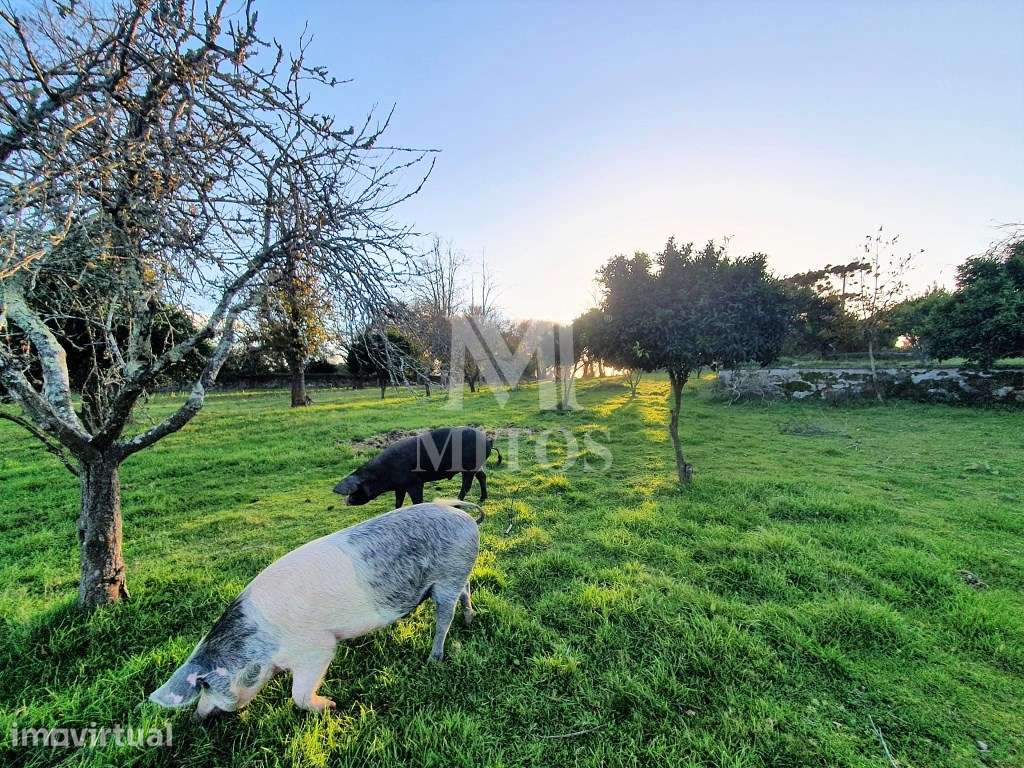 Quinta Para Venda em Santa Marta Portuzelo- Viana do Castelo - Grande imagem: 4/28