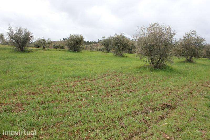 Lote de Terreno com 4500 m2 junto ao Alqueva - Grande imagem: 4/21