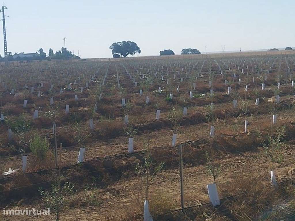 Olival super intensivo. Invista no futuro da agricultura de excelên... - Grande imagem: 4/23