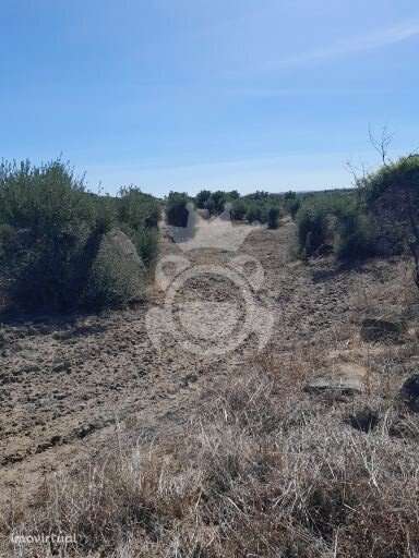 Terreno S. Pedro do Corval - Grande imagem: 2/4