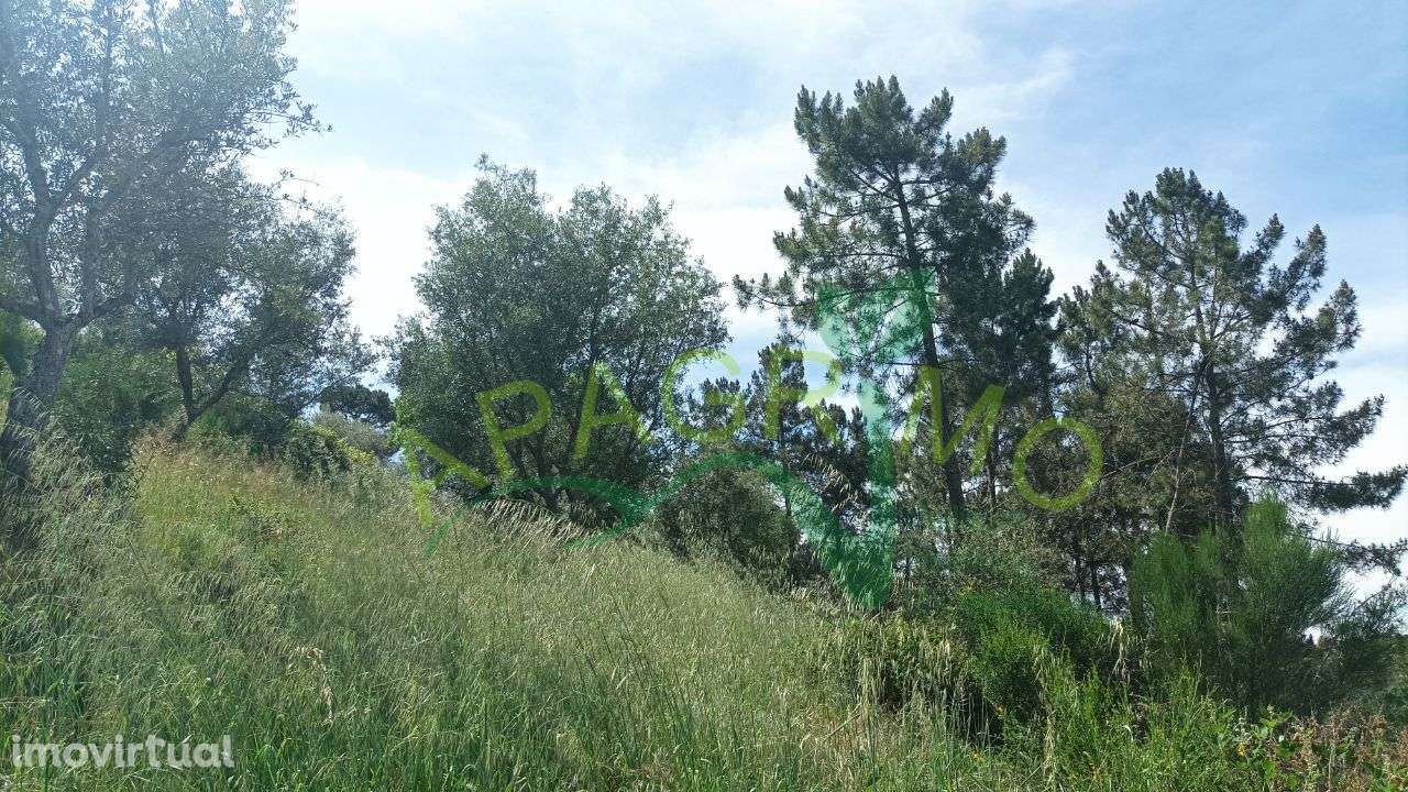 Terreno rústico "Parceria" no Souto, Penedono - Grande imagem: 4/16