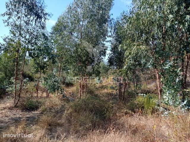 EUCALIPTAL 86.750 m2, Gavião - Grande imagem: 2/10